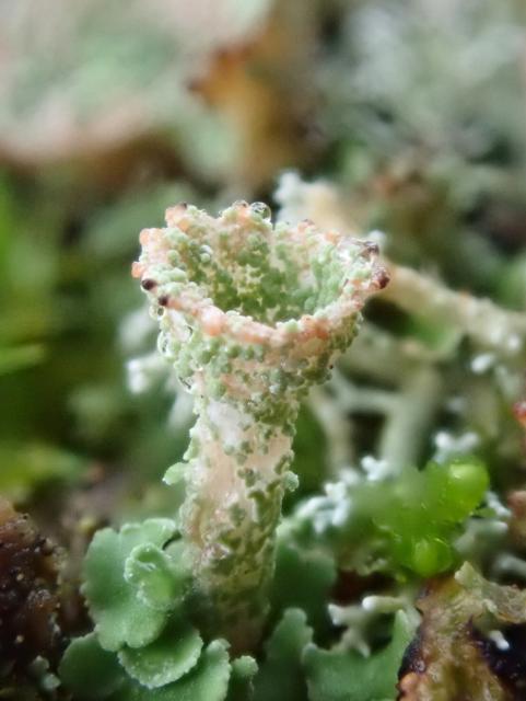 Macro photograph of a pixie cup lichen. Grey white trumpet like stem, with green bobbles, rising from green leaves.