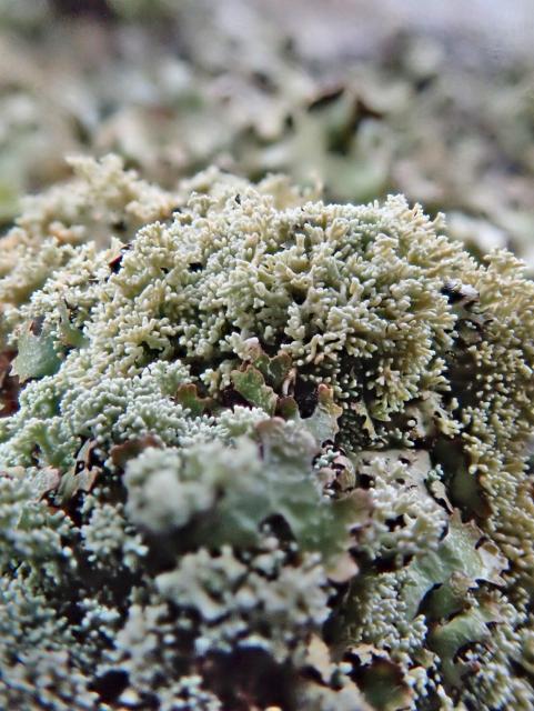 Grey/green lichen. Many finger like nodules, a bit like a monotone coral in miniature.
