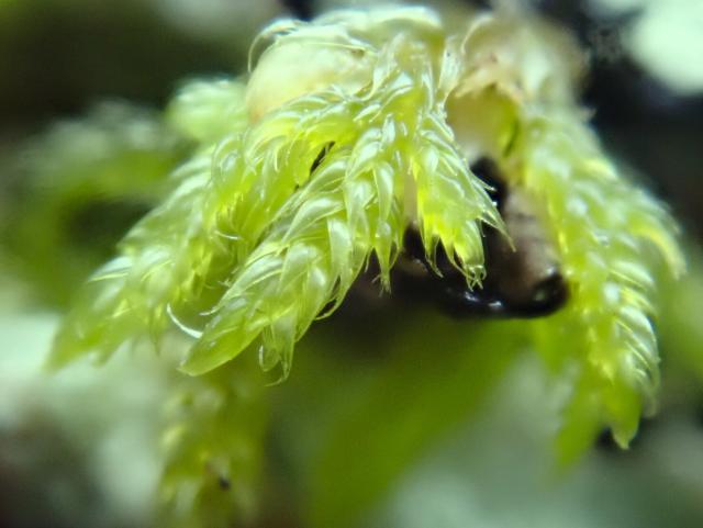 Very close up shot of some green sphagnum moss. Fingers of vibrant green that look like plaited leaves.