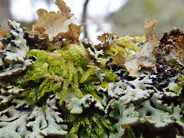 Close up shot of a mix of sphagnum and lichens, mixing greens, browns and greys.