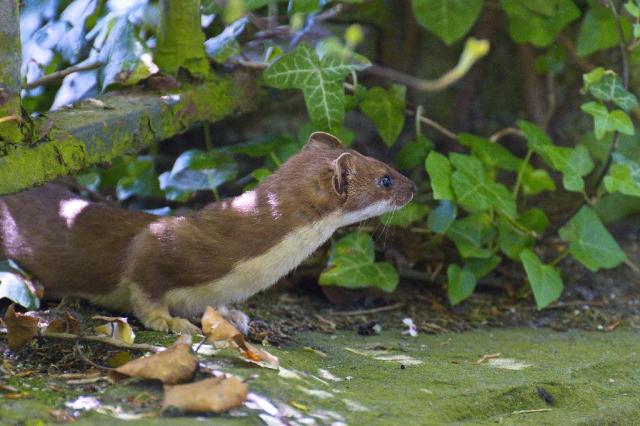 Weasel sitting underneath an old steel fence. Some ivy in the background. The weasel is looking away from the camera. 