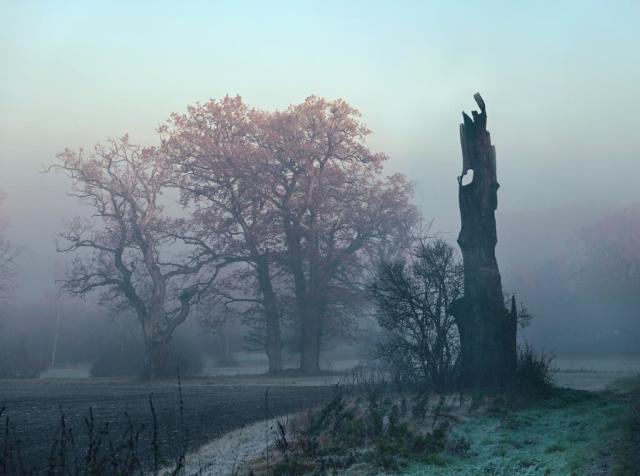 A group of old oak trees in green and violet mist with their tips bathed in reddish sunlight.