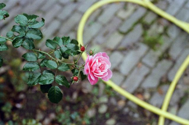 Rose shot on Kodak 200ASA film