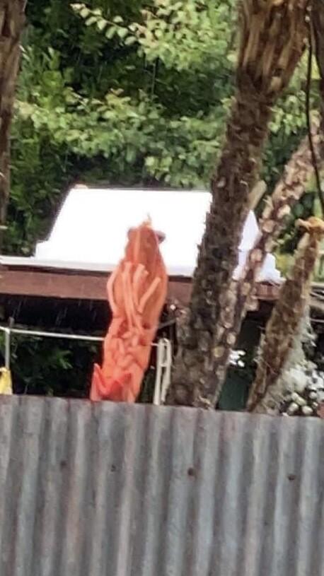 Very zoomed in phone photo of a backyard with a prawn model about 2m tall