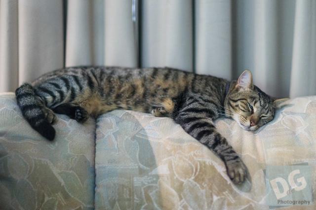 Tabbycat on top of a sofa, laying on side, with front leg "cuddling" the cushion.