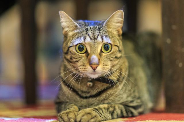 tabbycat on the floor looking intently directly at the camera, paws together out front, ears up. 