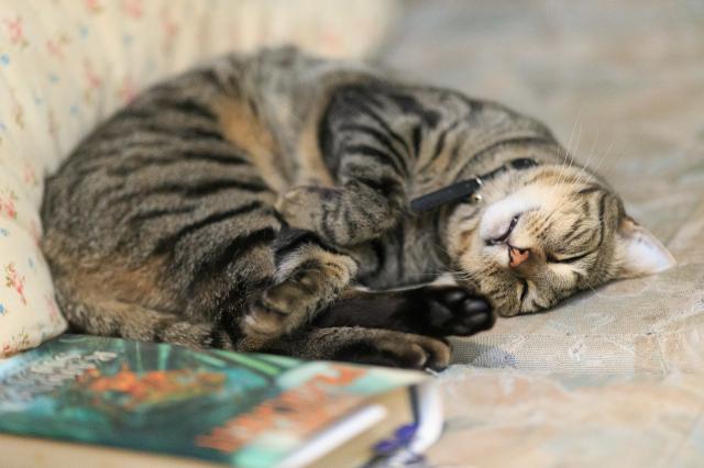 Tabbycat curled up on the sofa next to a book, head upside down, mouth slightly open, asleep. 