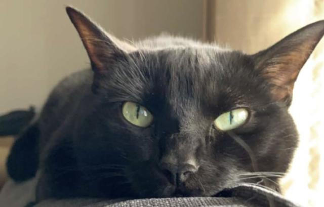 black cat, eyes open, lying flatly on back of couch 