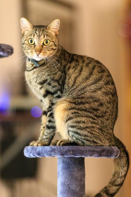 Tabbycat sitting on a cat tree and staring at the camera