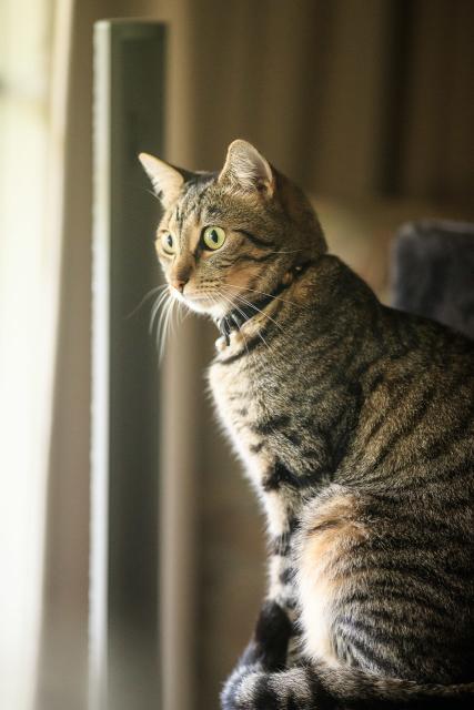 Tabby cat, sitting up, light from left. Eyes wide, ears up. Vaguely startled look. 