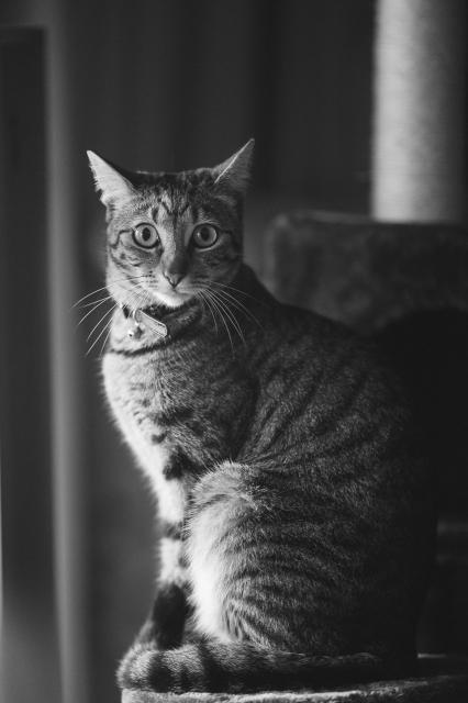 Black and white photo of a tabby cat sitting upright, looking at camera, ears up. Tail curled around paws. 