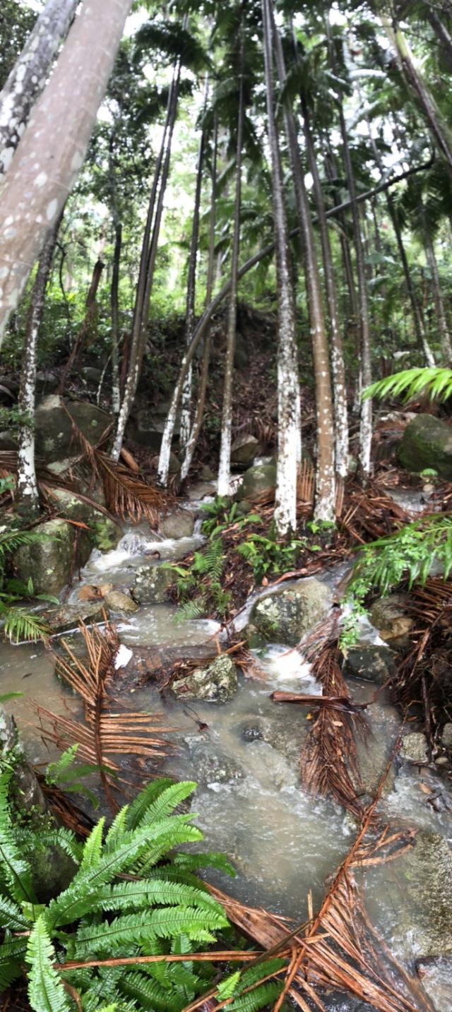Vertical panorama of a small fast flowing creek amidst palm trees, granite boulders and ferns