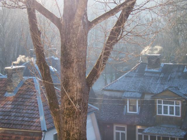 A view from my balcony to old houses built by russian soldiers after a world war, a big tree and some chimneys with smoke from gas heating