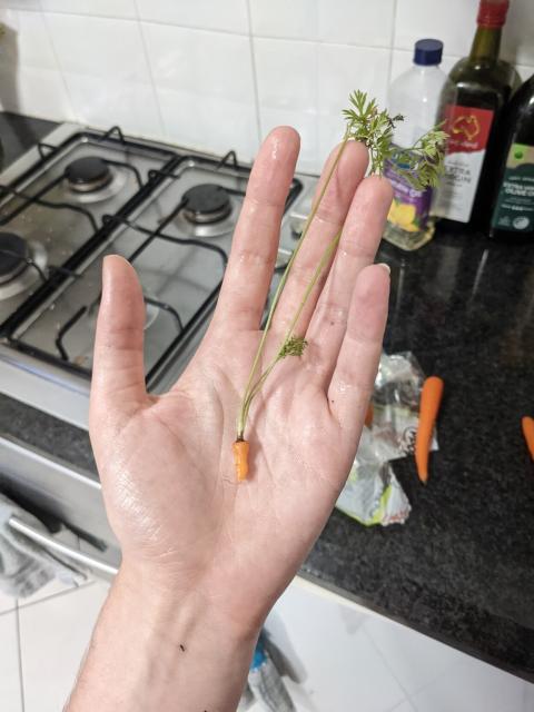An extremely tiny raw carrot (approximately 1cm) being held in a hand.