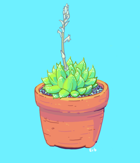 An illustration of a flowering Haworthia Cymbiformis in a small terracotta pot.