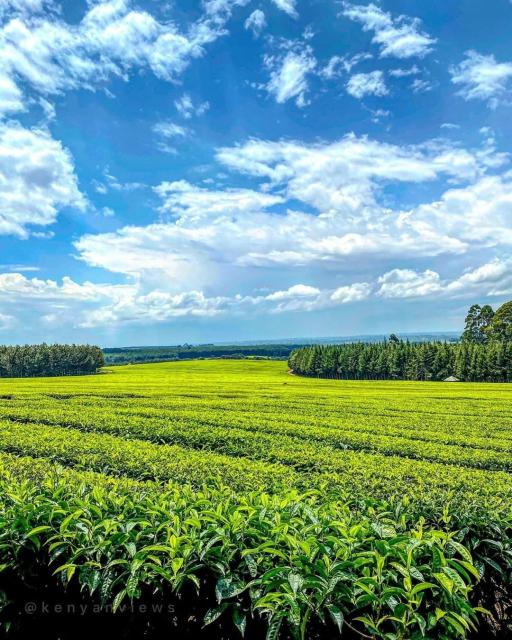 Tea fields in Nyamira  📸 Kenyan Views2