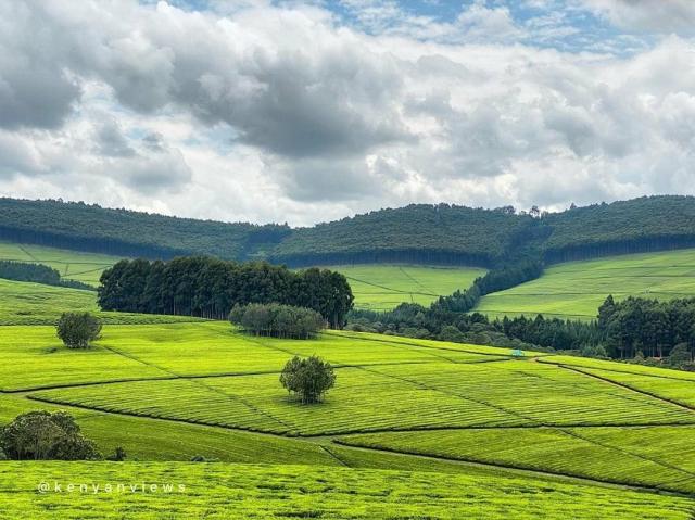 Tea fields in Nyamira  📸 Kenyan Views2