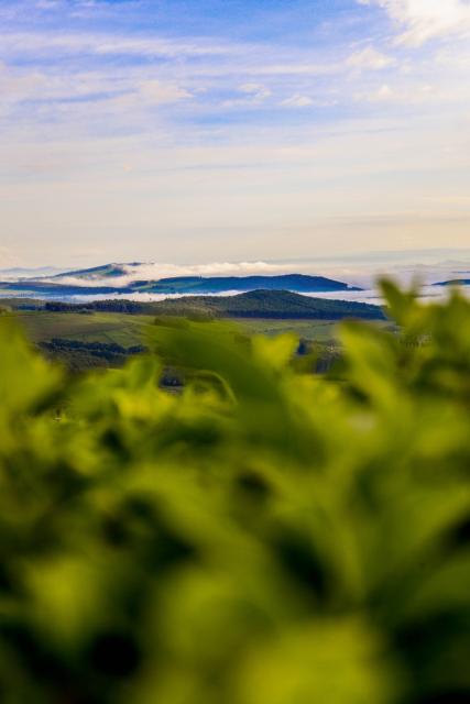Tea fields in Nyamira  📸 Kenyan Views2