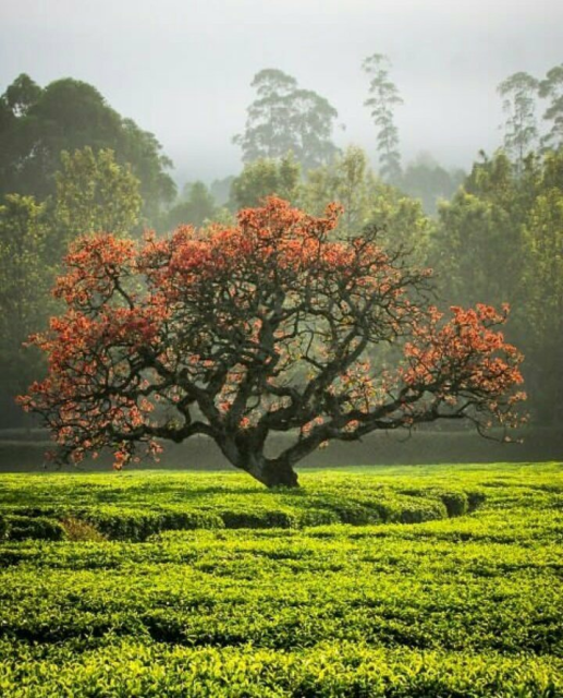 Tea fields in Nyamira  📸 Kenyan Views2