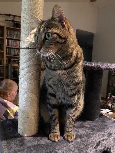 Tabbycat sitting on a cat tree looking left (outside)