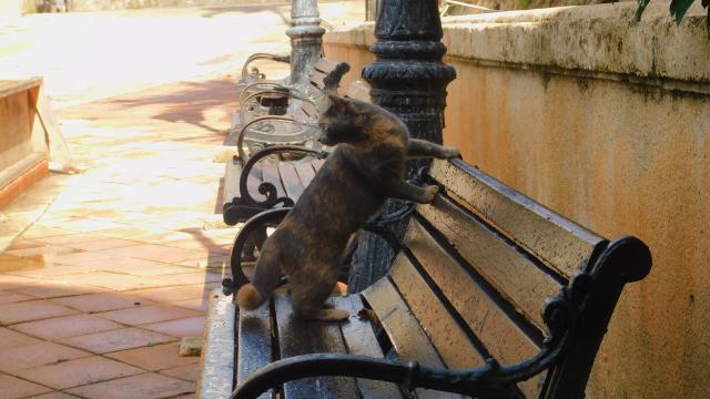 Old San Juan stray for #caturday