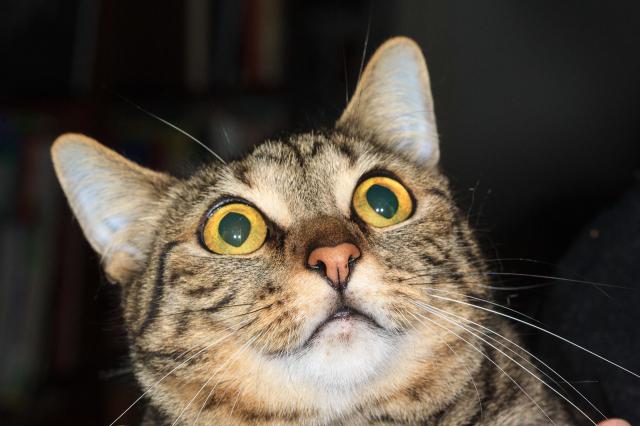 Very surprised looking tabbycat, ears up, eyes wide. 