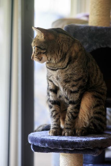 Tabbycat sitting on a cat tree looking out a glass window towards some birds (out of frame). 