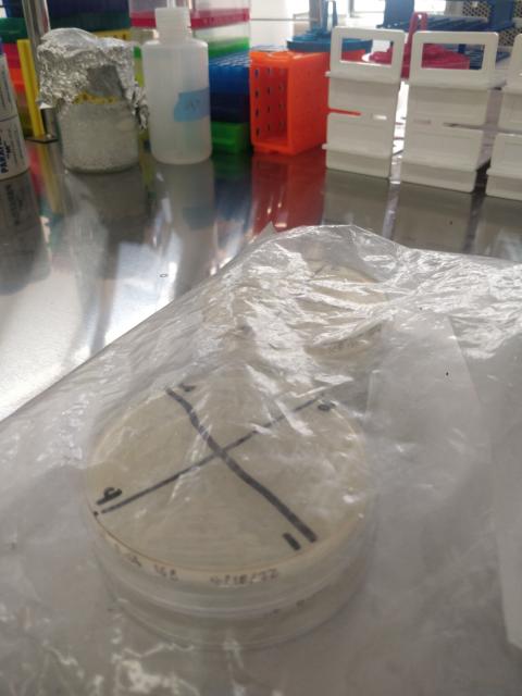 Agar filled petri dishes are stacked in 2 piles of 2 inside a plastic bag on a lab bench.