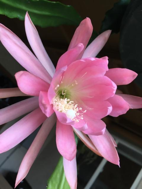 A huge pink flower with narrow petals on a small cactus in a hanging pot. In the center is a cluster of white stamens with nobbly ends. Because it's a grey morning, the colors are absolutely glowing. 