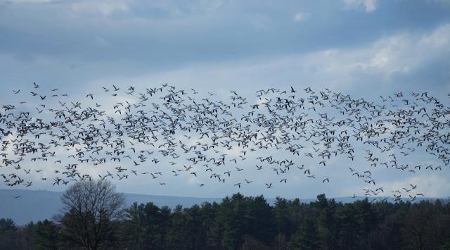 Flock of thousands of snowgeese taking off against a blue sky.