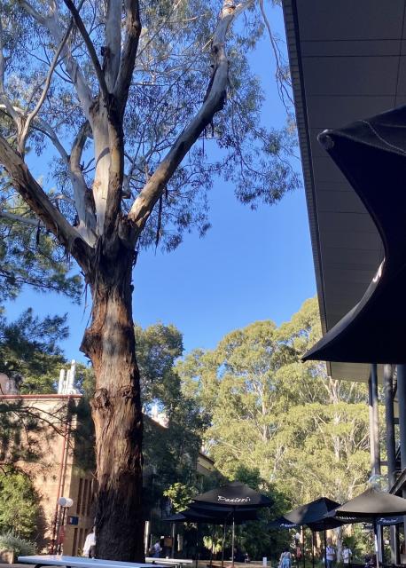 Trunk of eucalypt against bright blue sky, framed by campus library, and more trees.