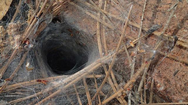 Looking down into dark hole  in the ground draped in cobwebs, pine needles are scattered about. Would anyone really go down such a place? Would you?