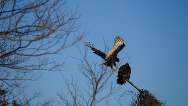 A vulture--which is like a crow on steroids with a long red head and beak-- is swooping down, wings outspread, to join its mate atop a scrubby tree on Assateague Island, Maryland. Blue sky behind. Photo taken just after the sun rose. The vulture's wings are white underneath and with the early morning light they almost look transparent, like you can see through them.