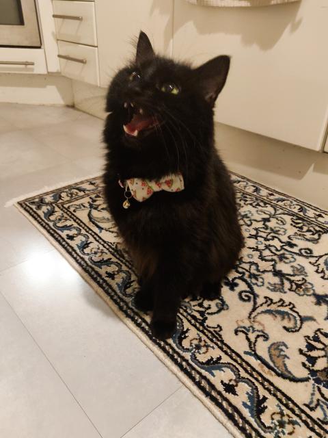 A fluffy black cat wears a bowtie with watermelon print. Her mouth is open, pointy teeth visible, and she is YELLING.