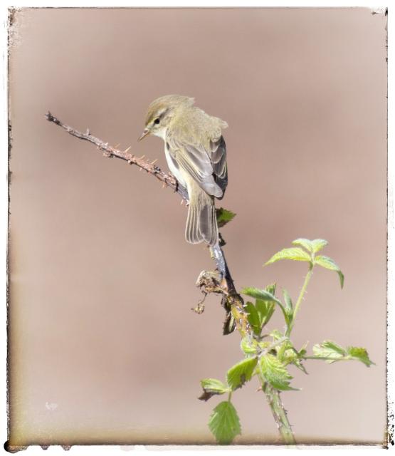 A pretty little bird sitting on a leafy branch. 