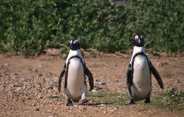 Two African penguins walk side by side along a red dirt path.