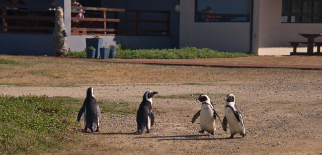 Four African penguins standing on a red dirt path next to some grass. There's a building in the background with a picnic table and some outdoor plant pots and an outdoor fenced seating area for a cafe.