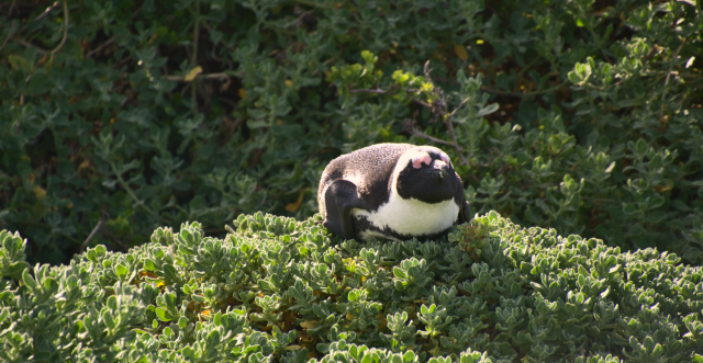 An African penguin lying on top of a bushy mound, its eyes closed as it soaks up the sun.