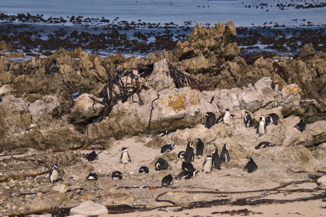 A waddle of penguins chilling on a rocky coastline.