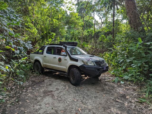 Truck in jungle