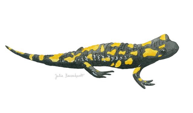 Painting of a fire salamander (Salamandra salamandra) in watercolor by Julia Bausenhardt