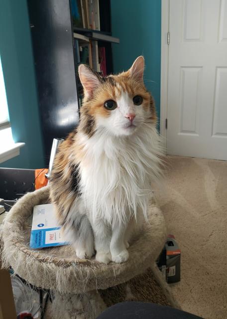 Jackie, a longer-haired calico cat, is perched on a short cat tree, looking alertly at the photographer.