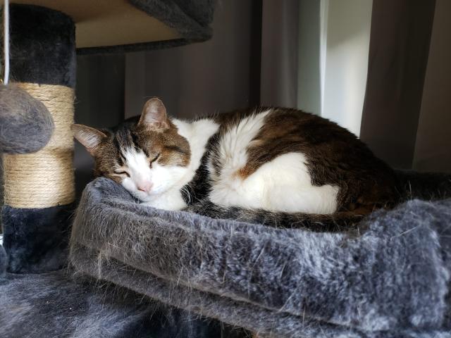 Greg, a short-haired brown, black, and white tabby, is sleeping on a cat tree.
