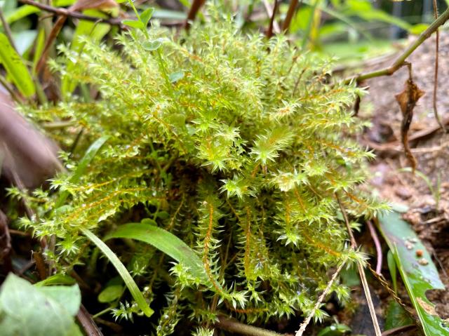 A clump of spiky looking moss. 