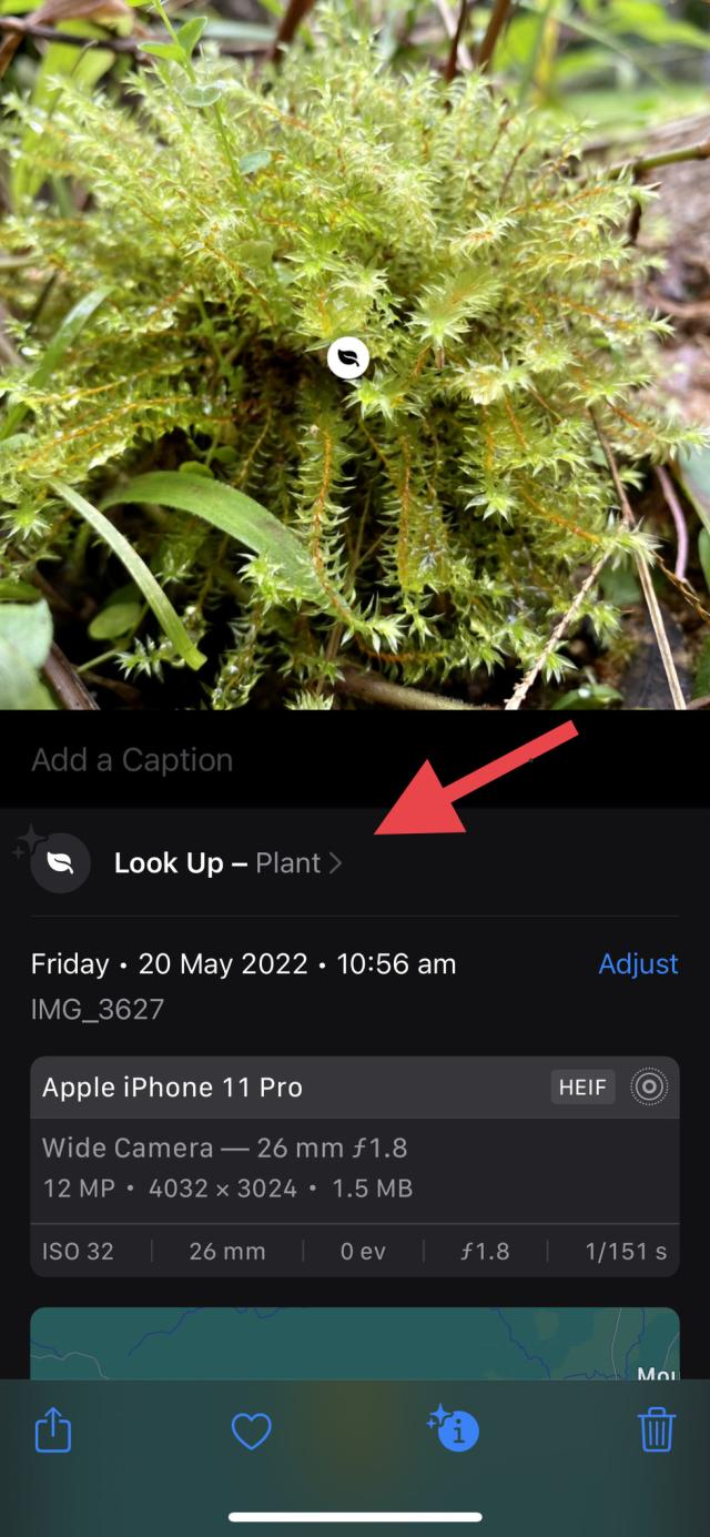 Screenshot if the iOS Photos app showing the Look Up - Plant function. 