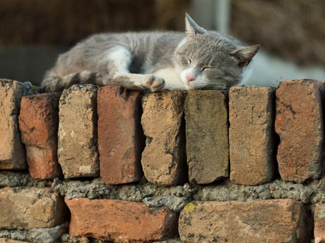 a grey and white cat napping on a solid brick wall