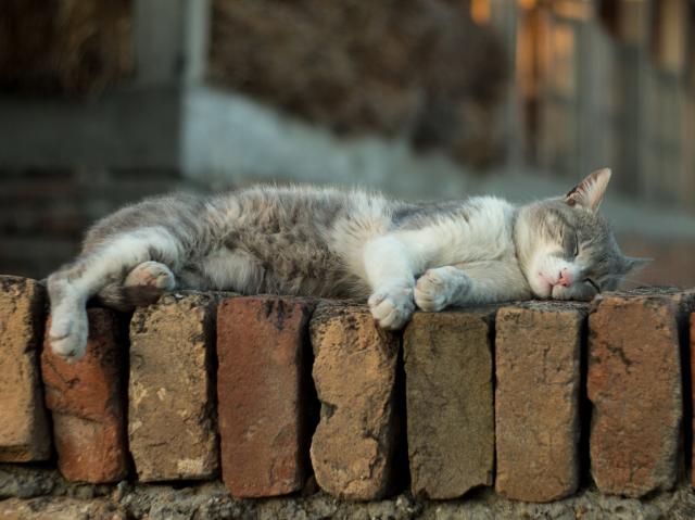 a grey and white cat napping on a solid brick wall