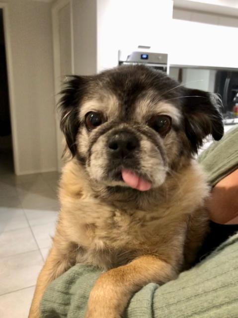 Pug like dog with tongue out on one side of mouth. 