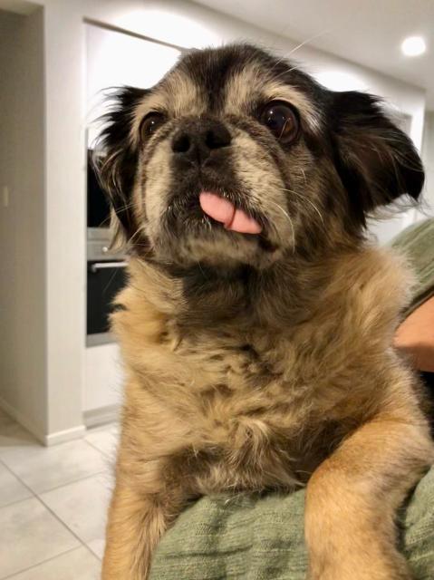 Pug/Tibetan cross dog, tongue out at an odd angle on the right side of its mouth 