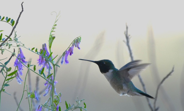 hummingbird hovering to eat at purple flowers on a foggy morning